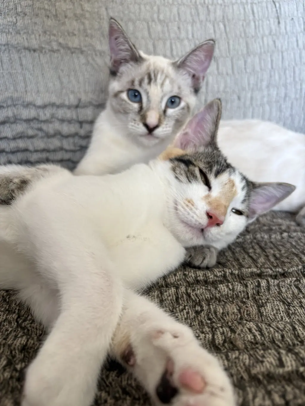 Callie & Cleo (Bonded pair)