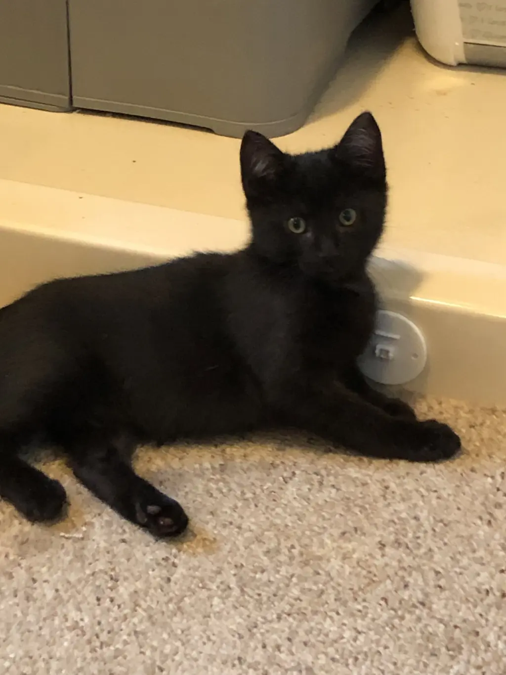 Ebony (foster cat)
