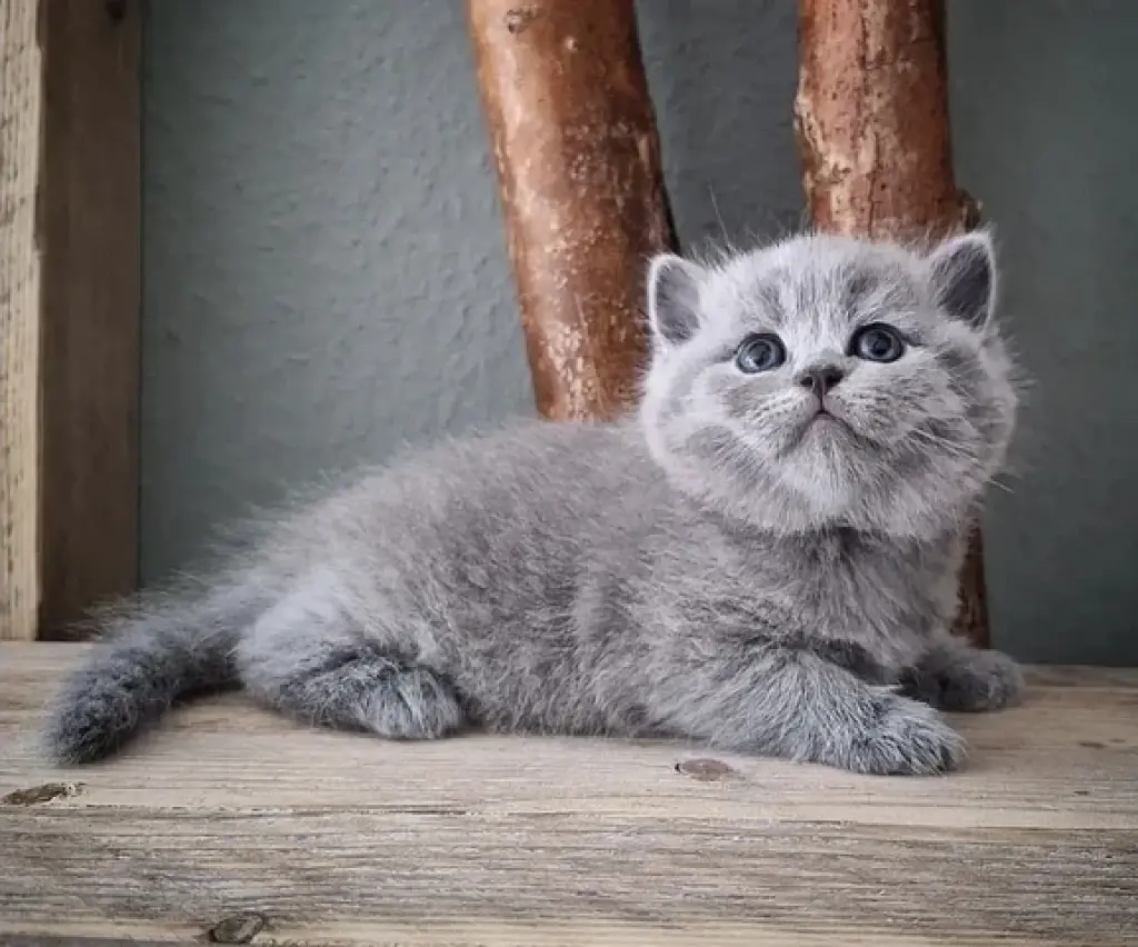 Adopción: Británico de Pelo Co