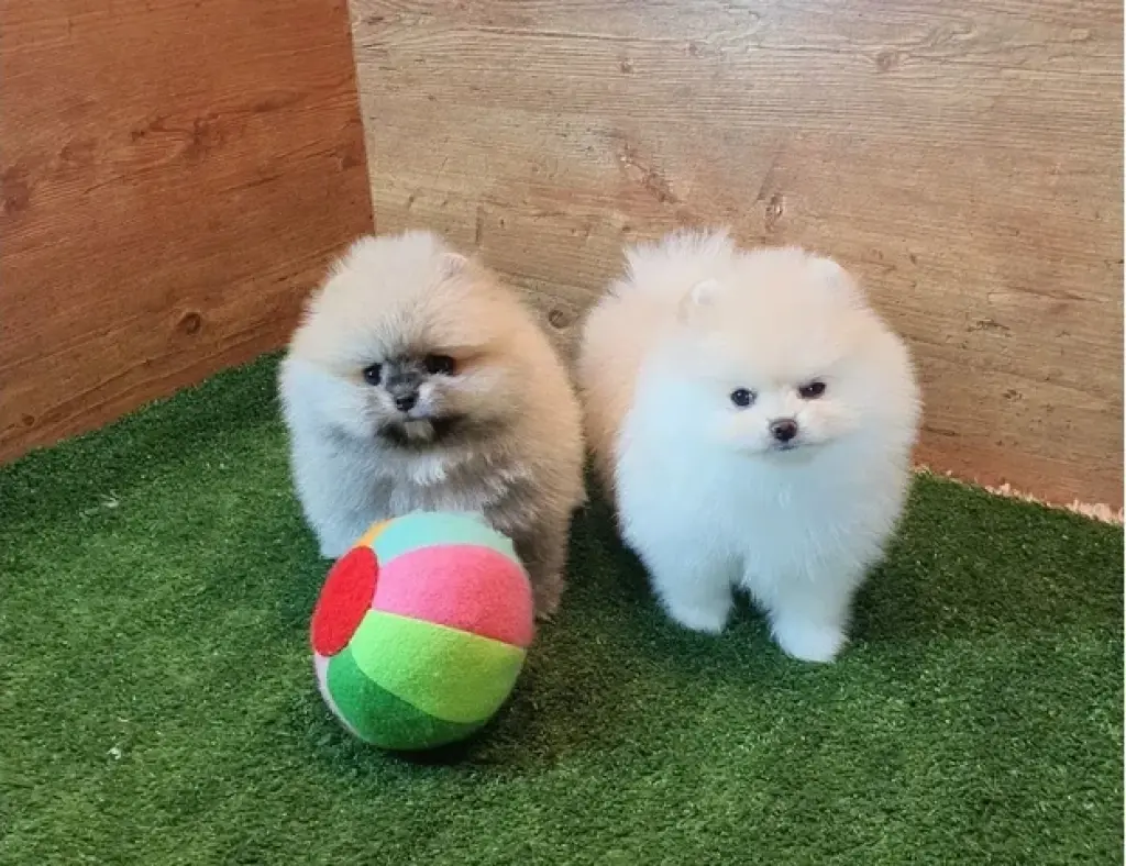Pomerania taza de té en venta