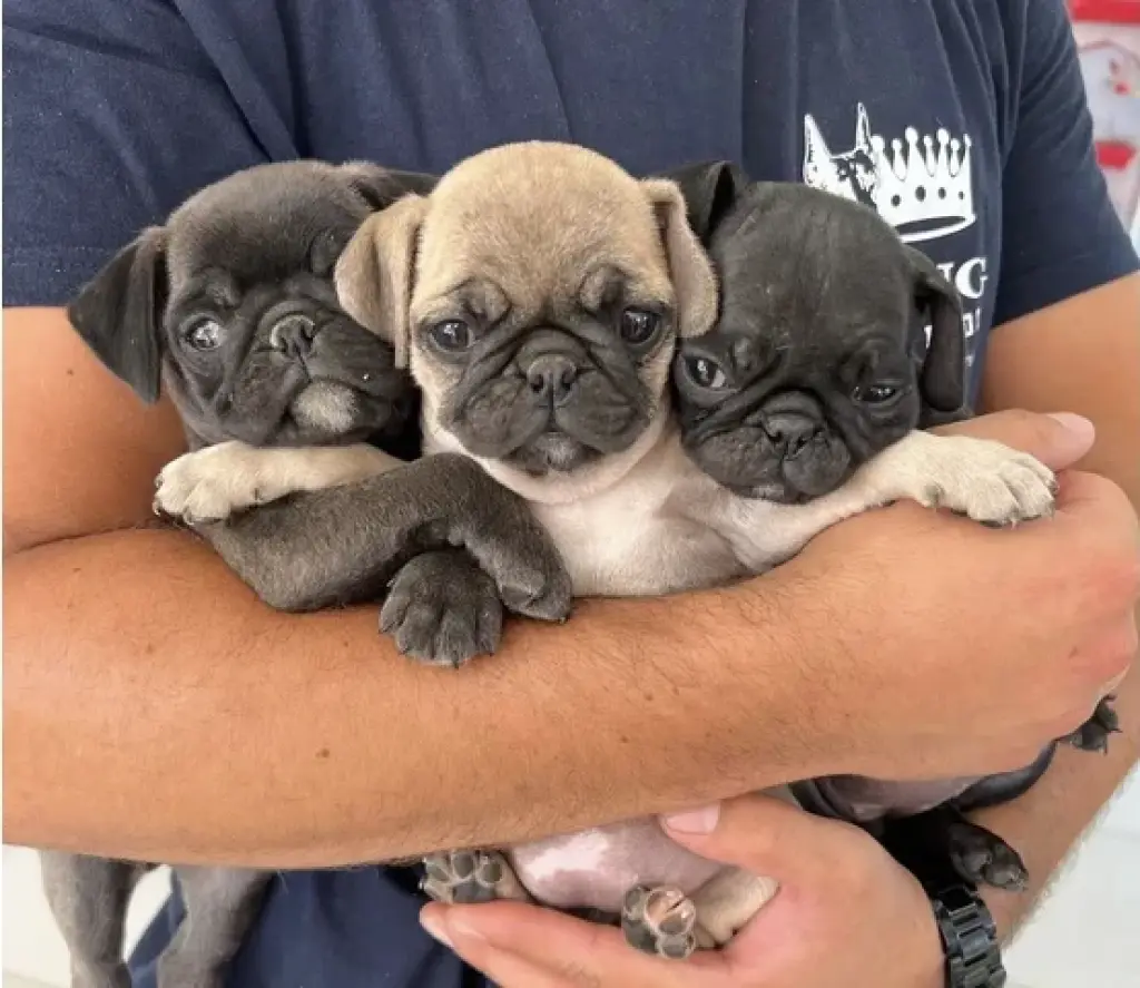 Cachorros Pug EN VENTA Masco