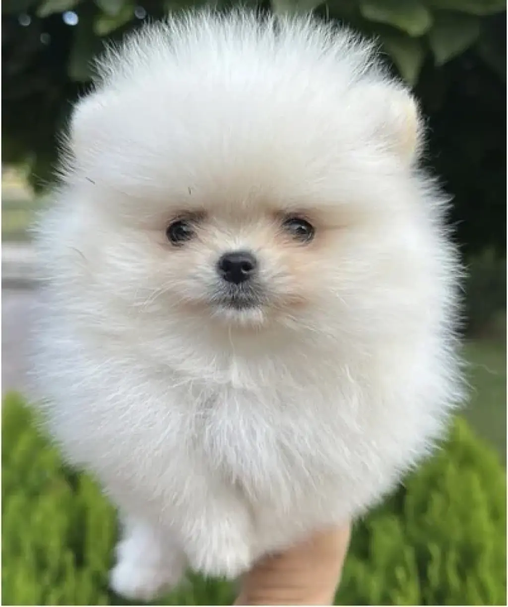 Mini Pomerania