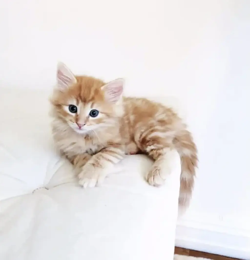 Female Maine Coon Available