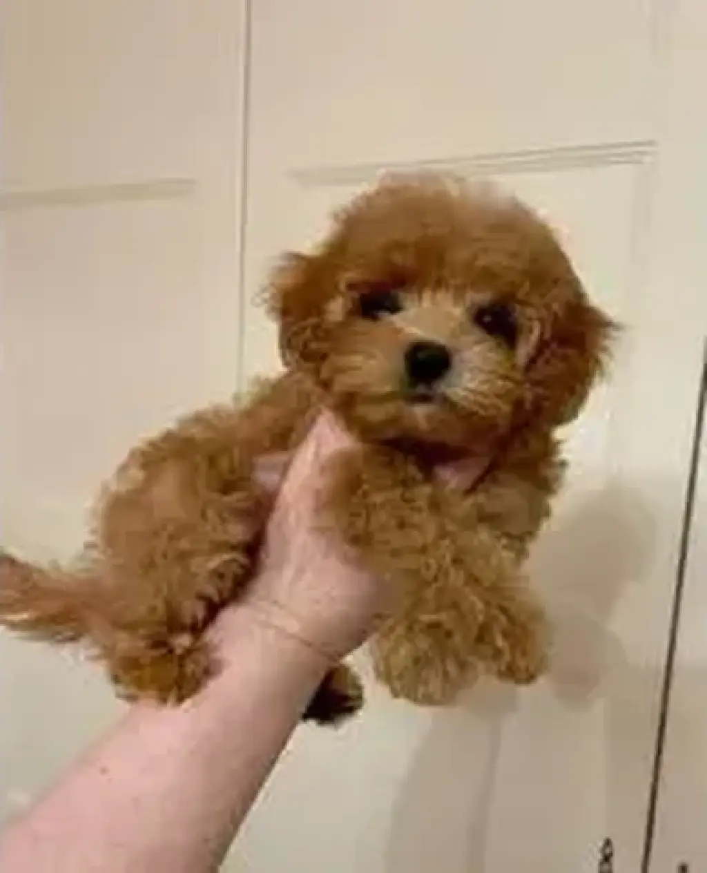 Cachorros de Super sweet poodl