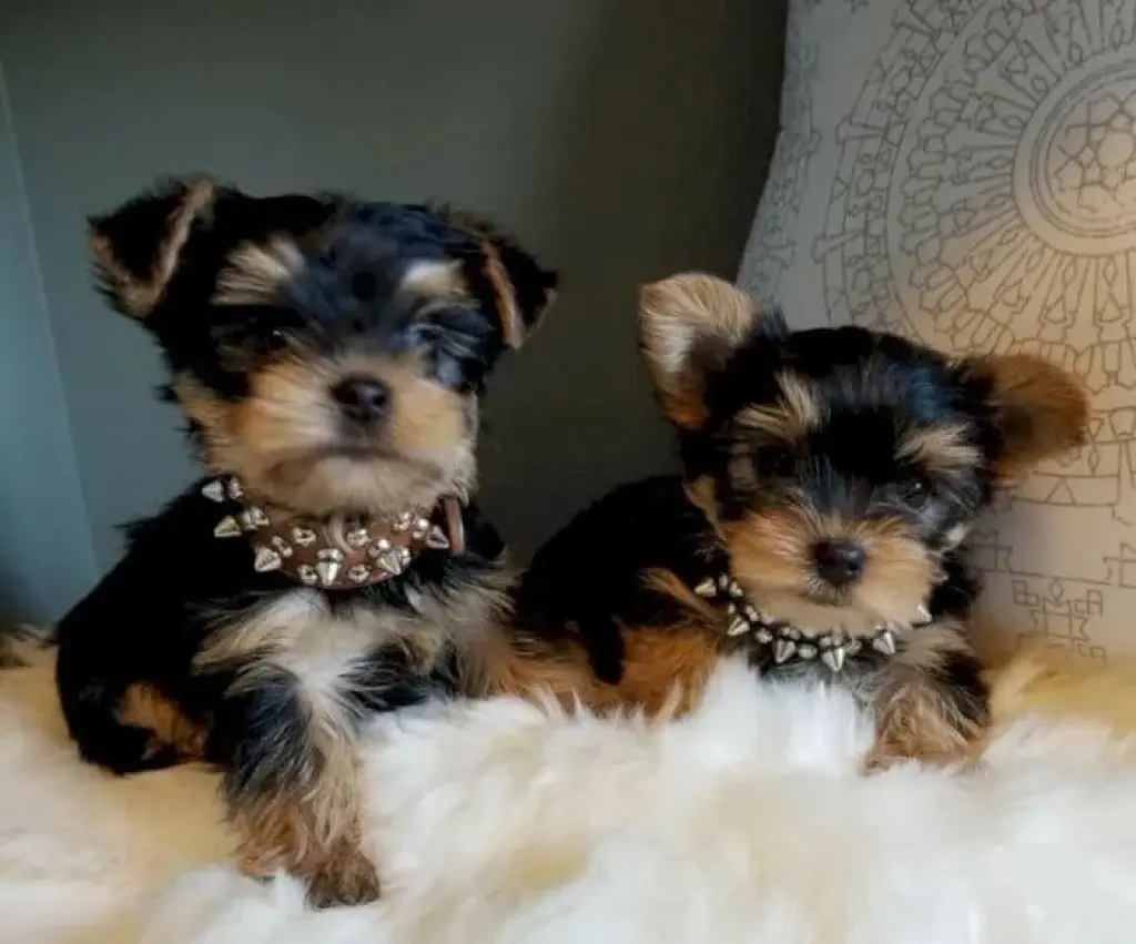 Cachorros yorkshire mini toy para adopción