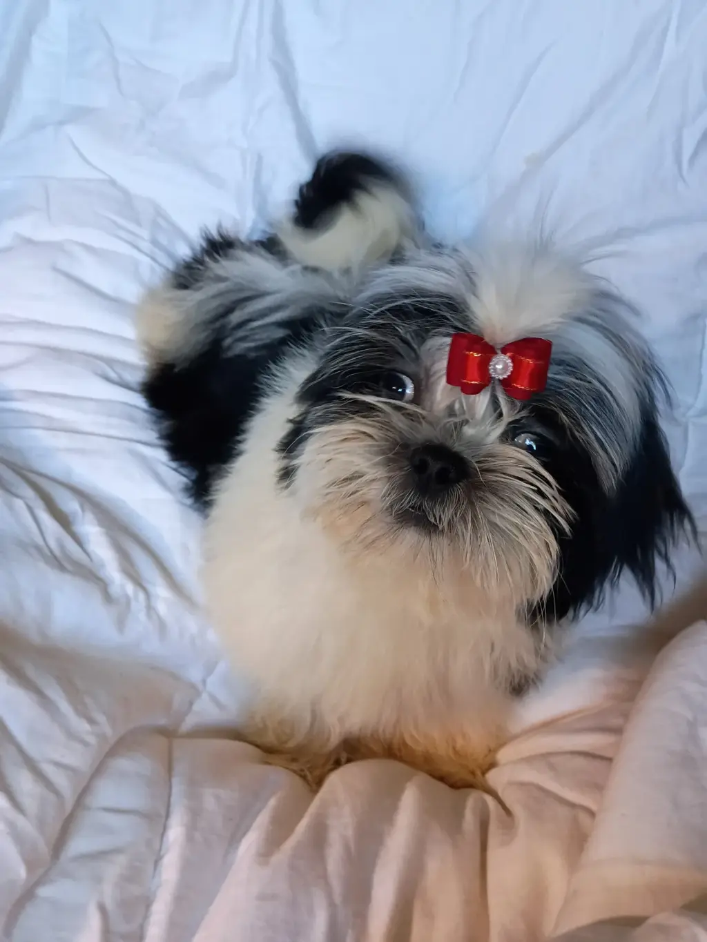 Shihtzus