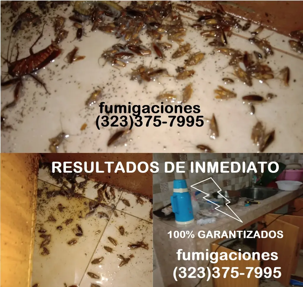 FUMIGACIONES MONTEBELLO