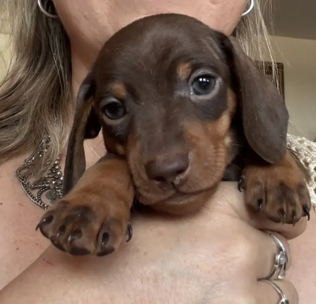 Young Dachshund For Adoption