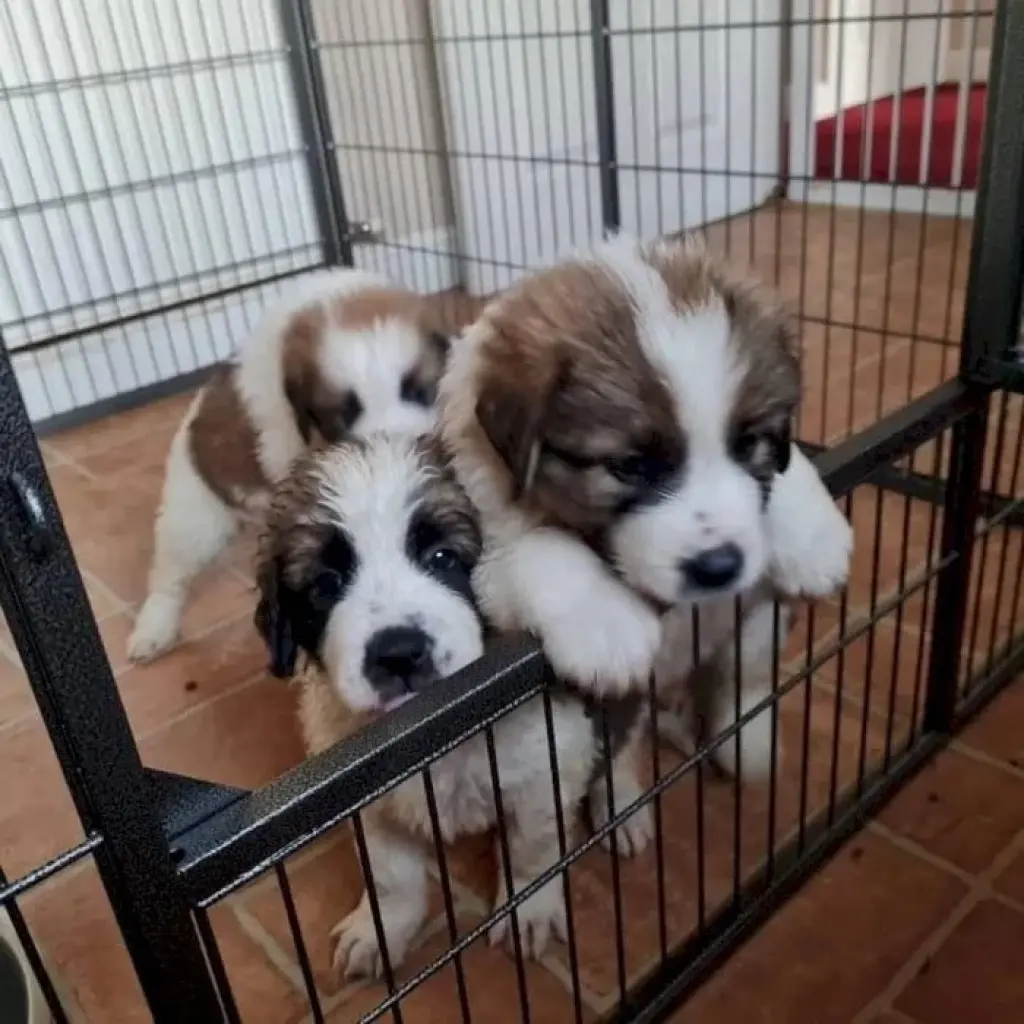 Adorables Cachorros de San Bernardo en Venta
