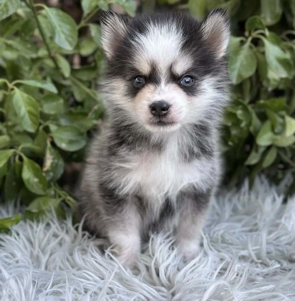 Adorable Miniature Pomeranian Puppy for Sale