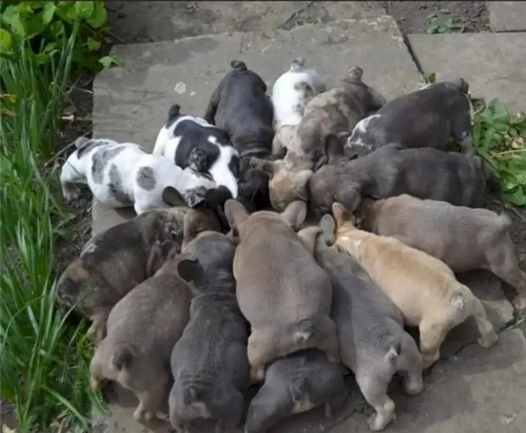 Perro bulldog frances gris macho y hembra de raza en venta