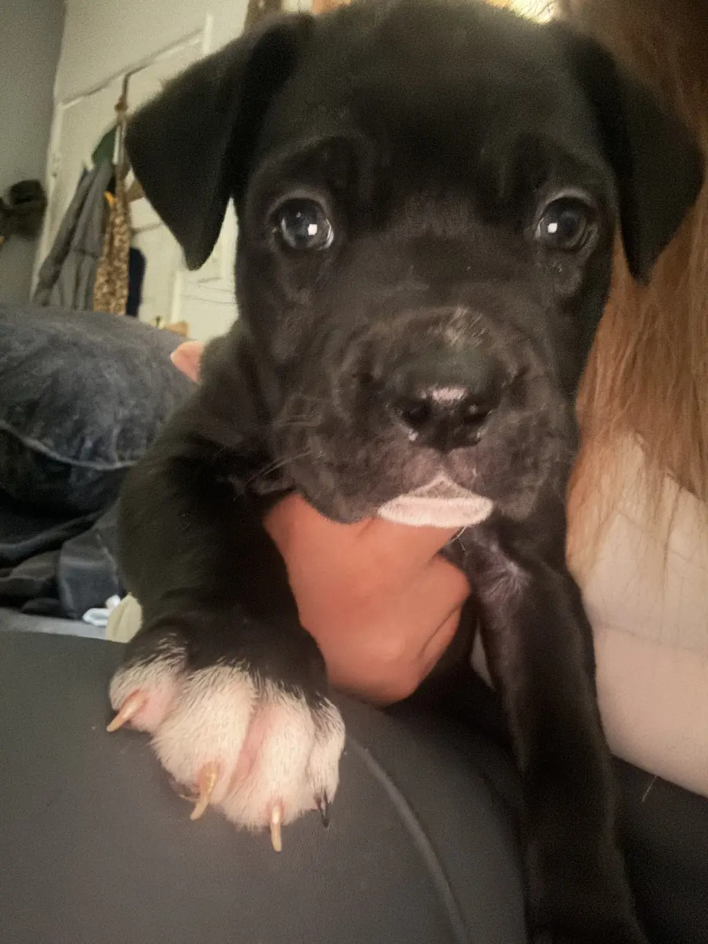 Female puppy mixed Cane corso