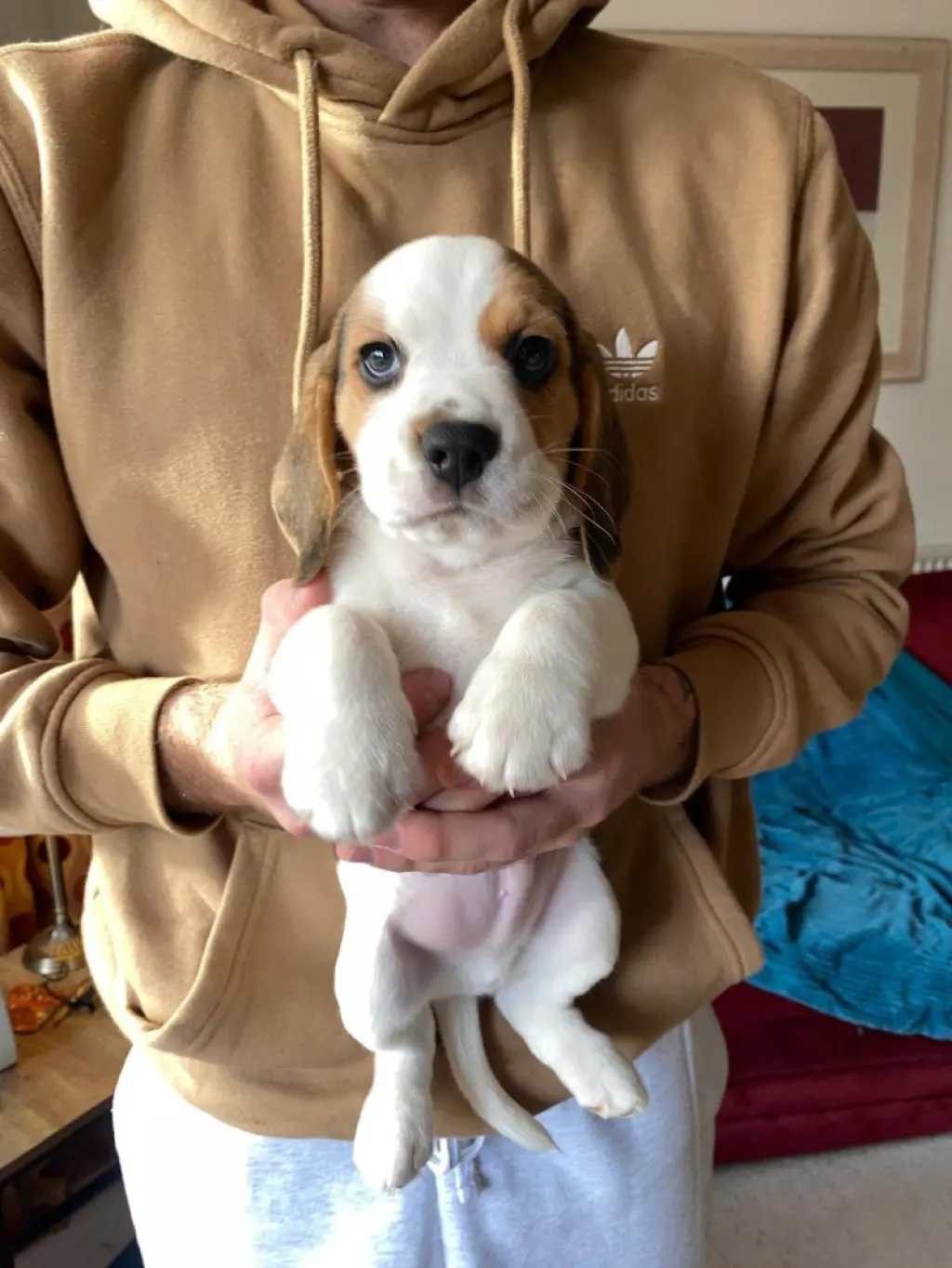 Adorable Beagle Puppy for Sale