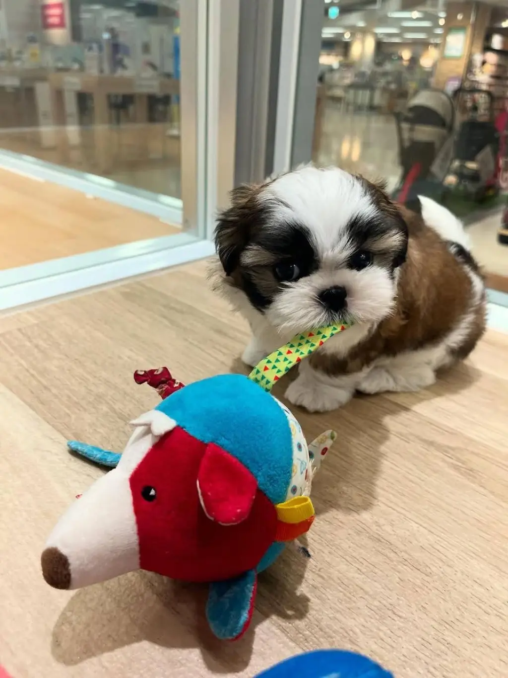 Adorable Cachorro Shih Tzu en Venta