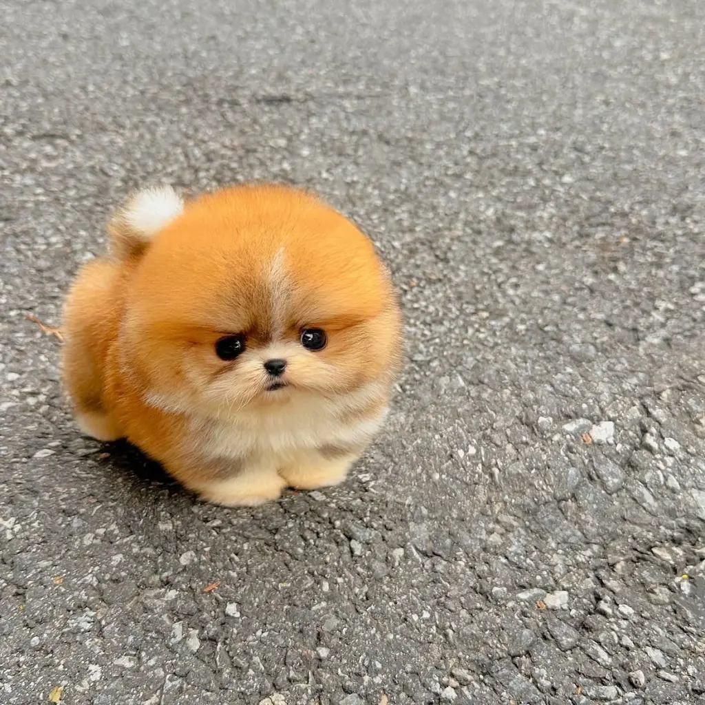 Adorable Pomeranian Puppy for Sale