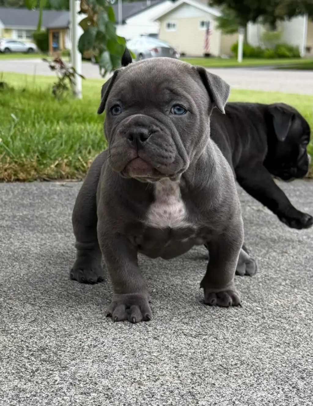 Adorable Cachorros Pitbull