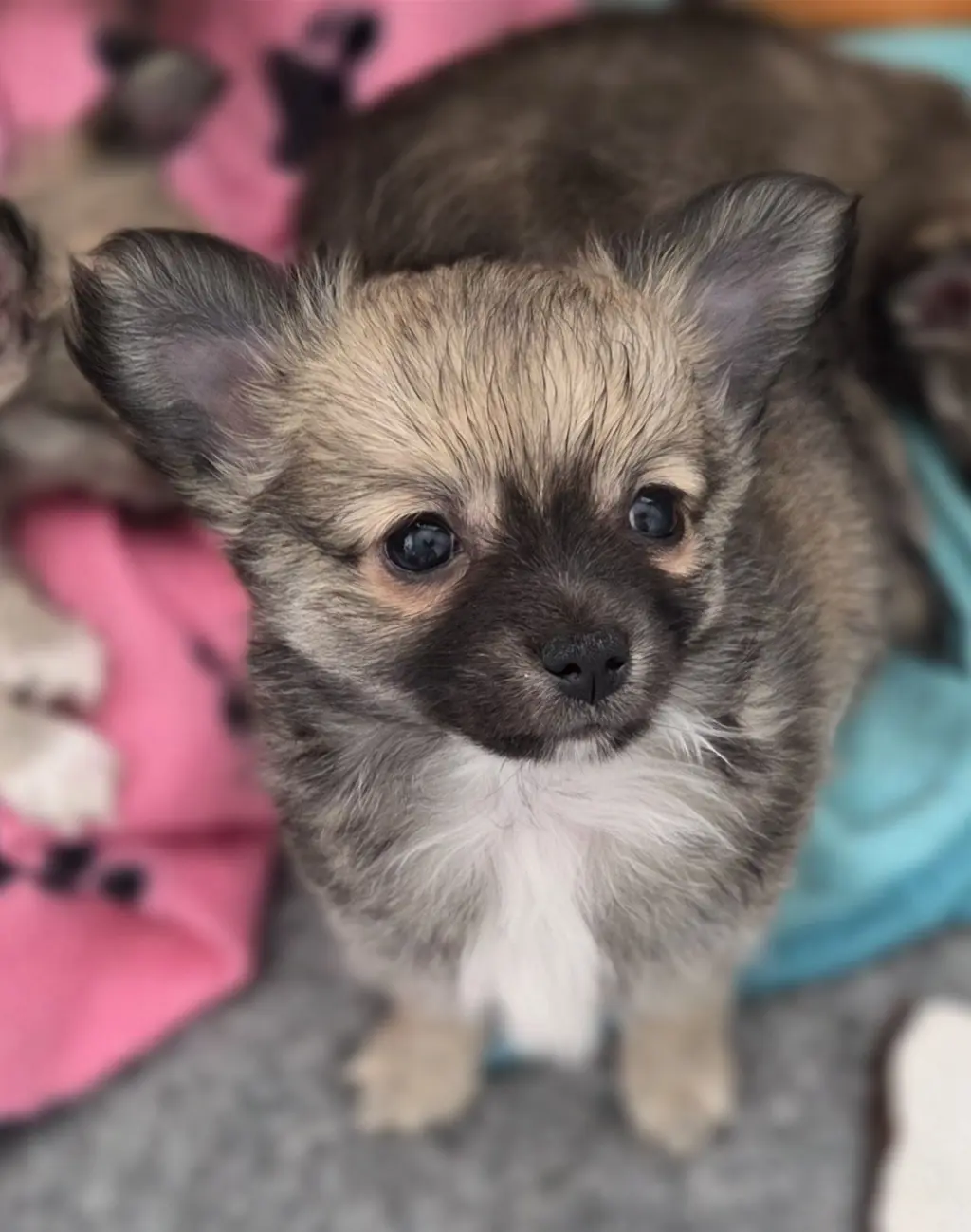 Hermoso Cachorro Chihuahua en Venta