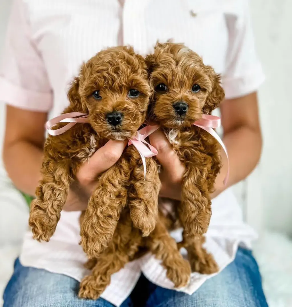 Adorable Toy Poodle Puppies for Adoption