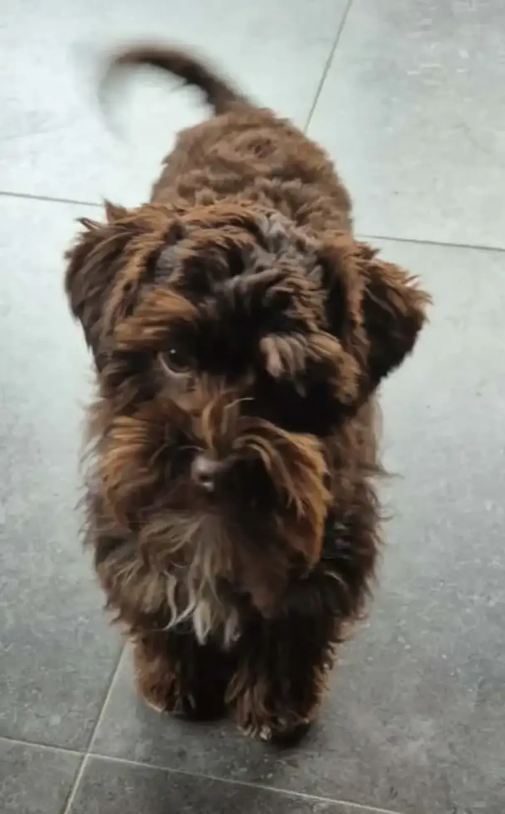 SCHNAUZER PATICOAT FLUFFIES