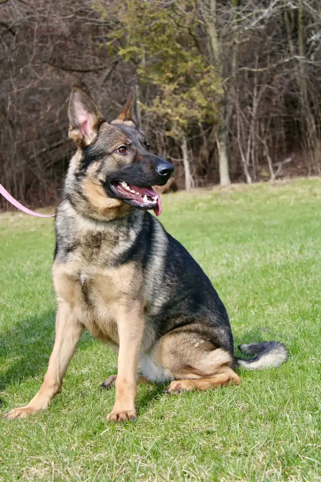 Working line German Shepherd Dog