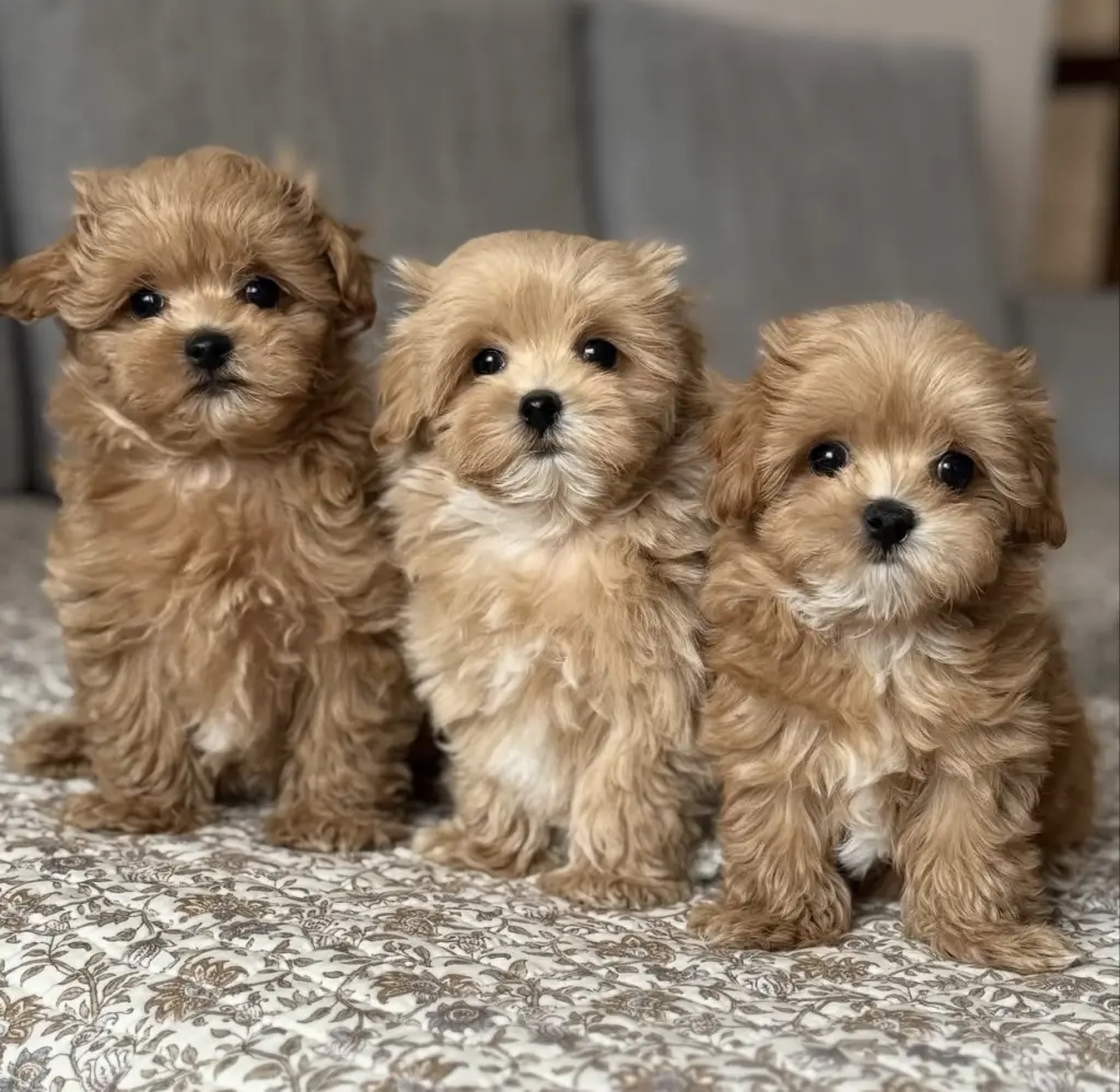 Adorables Cachorros Maltés en Venta