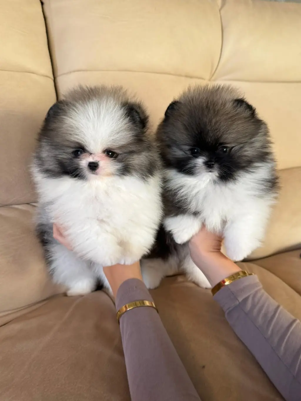 Adorables Cachorros Pomerania en Venta