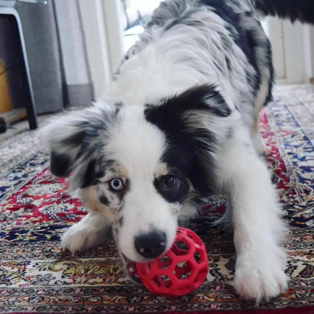 Australian Shepherd Looking for a Loving Home