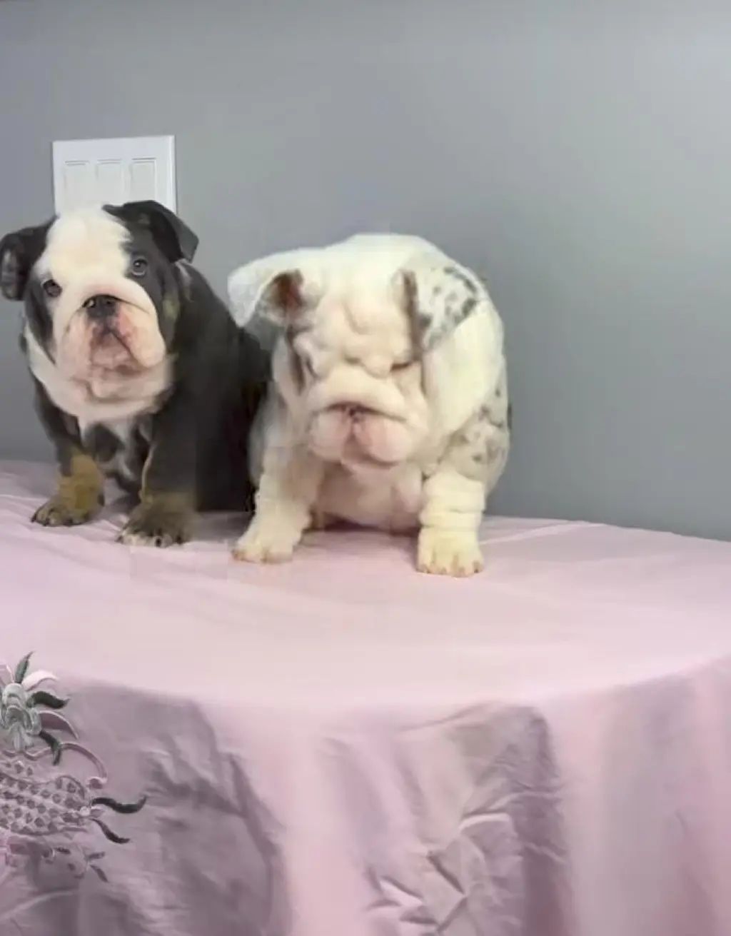 Hermoso Cachorros de Bulldog Inglés