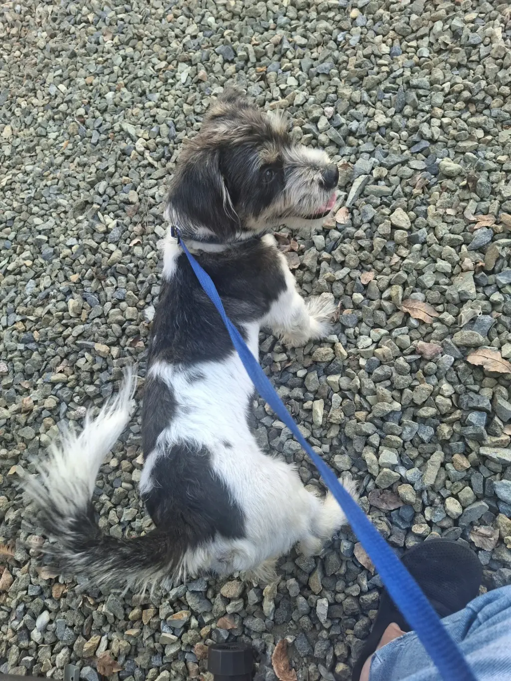Perrito para adoptarlo