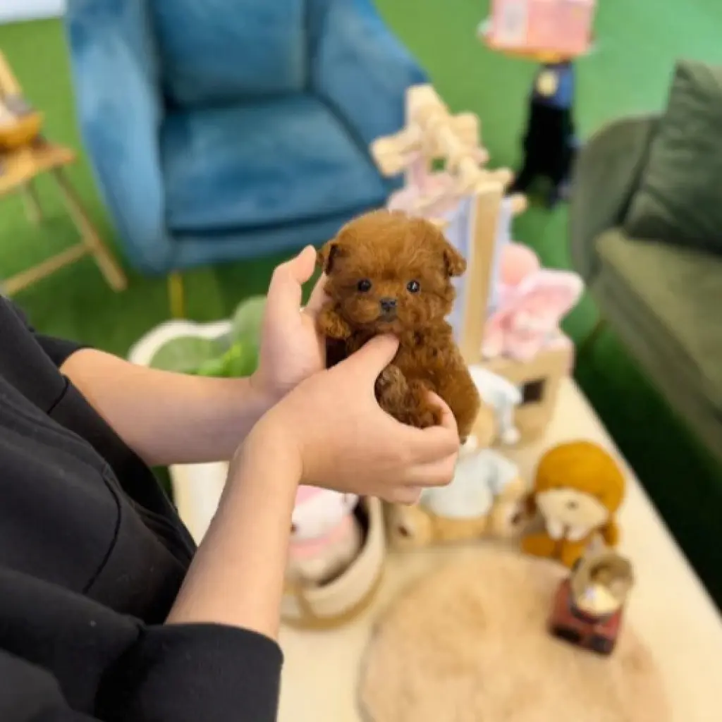 Cachorro de Poodle de Juguete