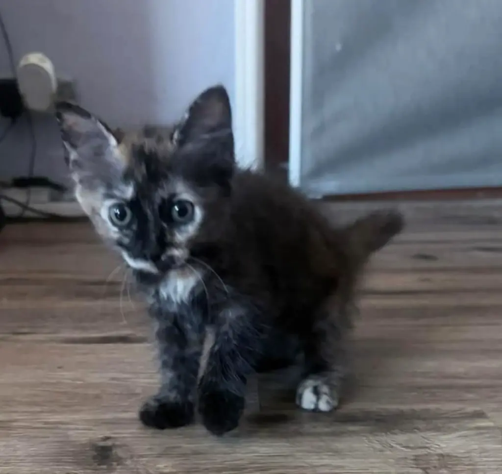 HERMOSOS GATITOS EN BUSCA DE HOGAR