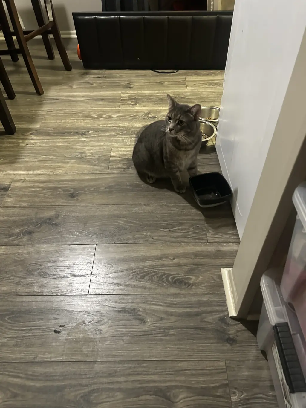 Gatos buscando nuevo hogar