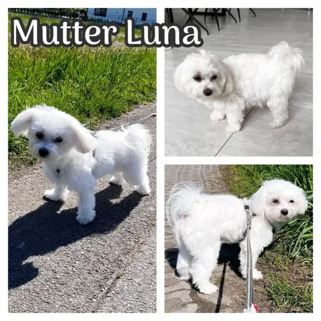 Maltese Bichon Macho y Hembra