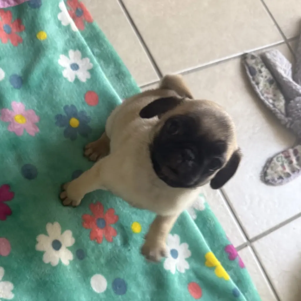 Dos Pugs de dos meses