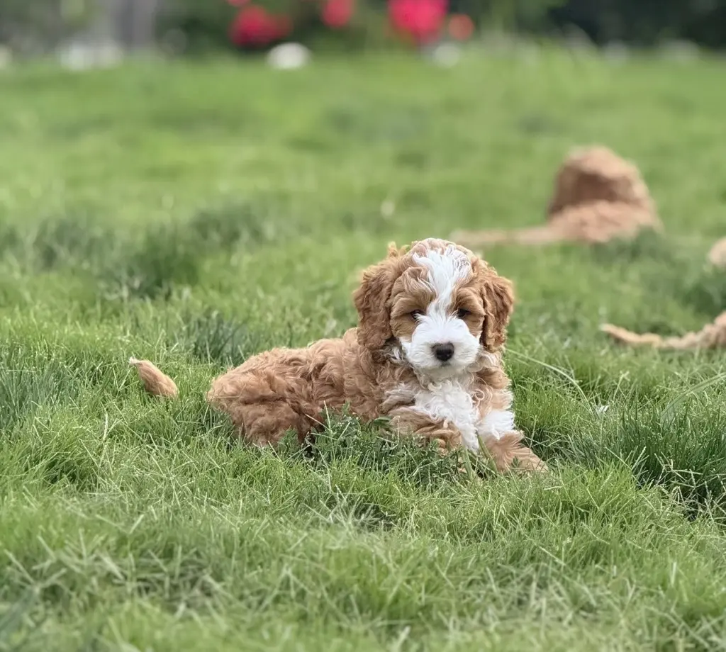 Adorable Cachorro de Poodle Miniatura en Venta