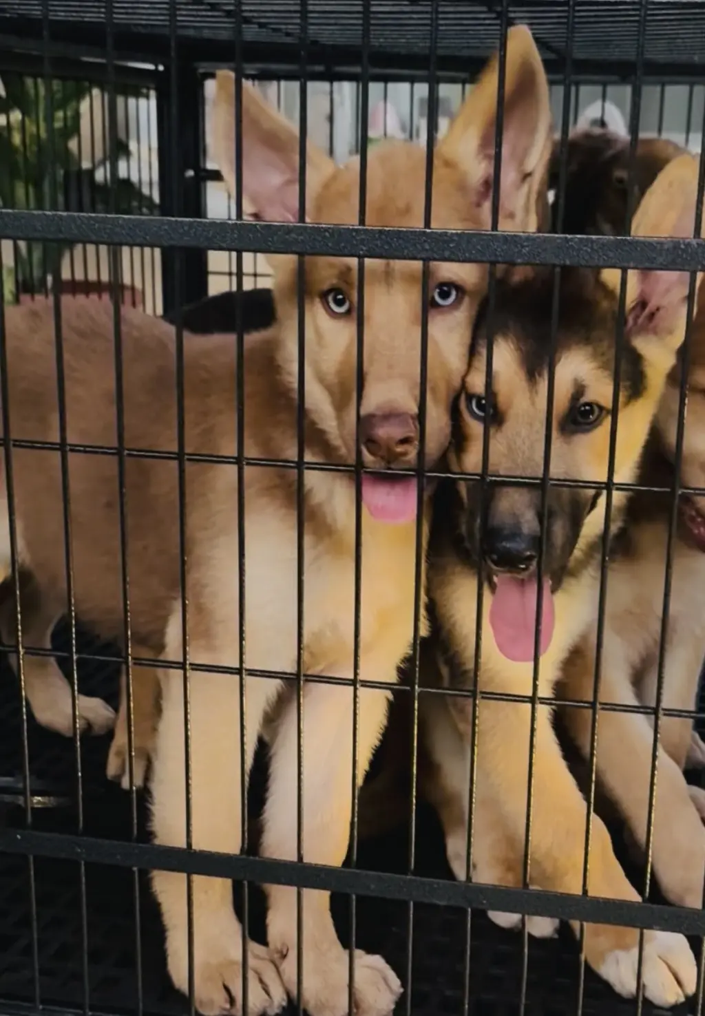 Cute puppies!