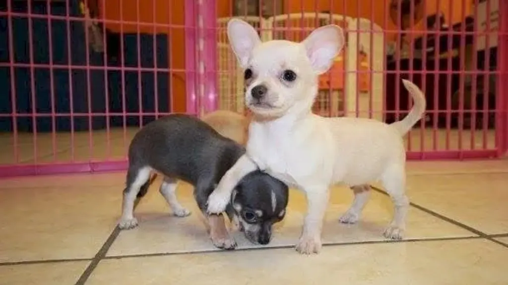 Chihuahua cabeza de manzana mini cachorro bebe disponible