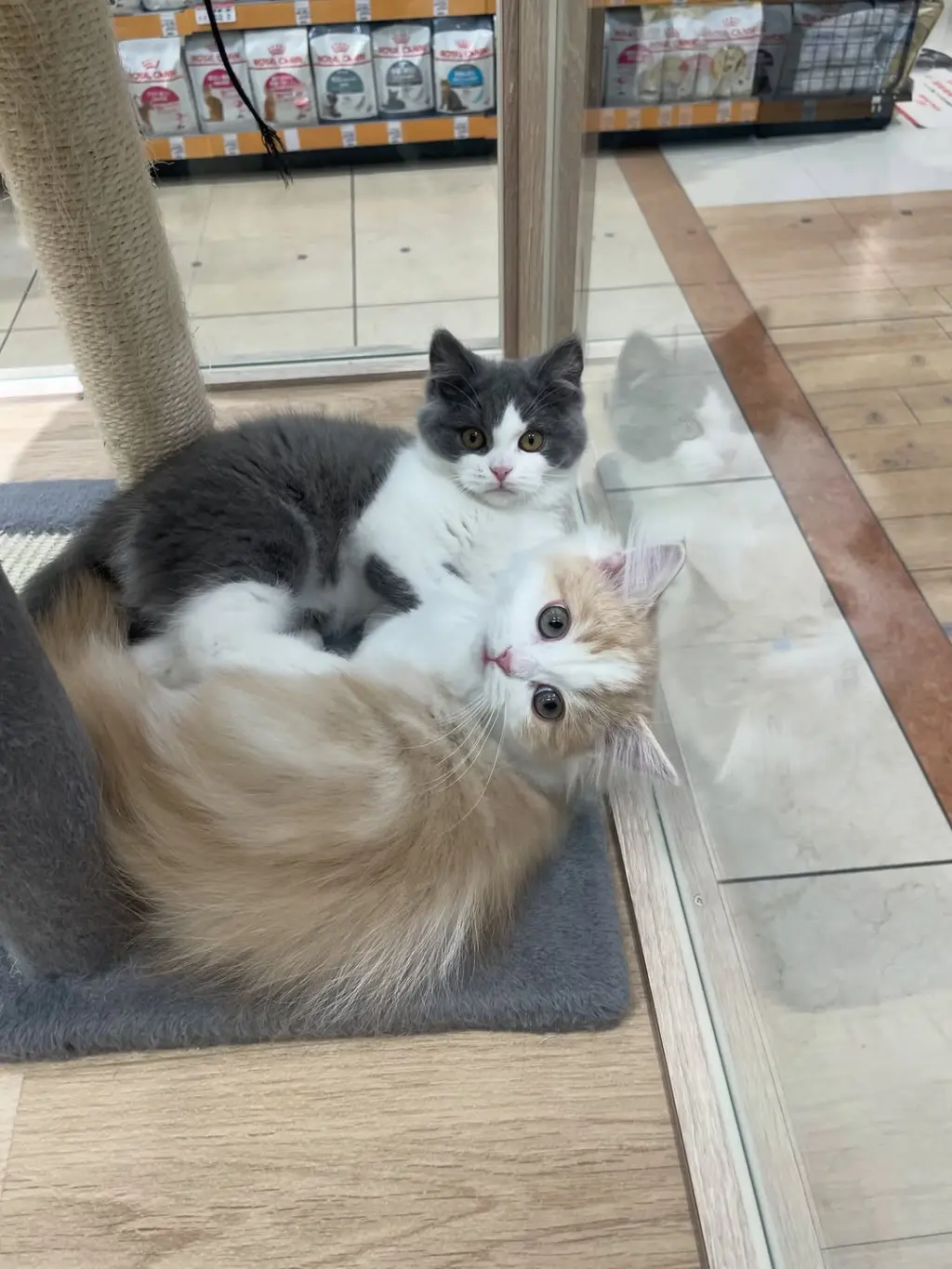 Adorables Gatitos en Adopción