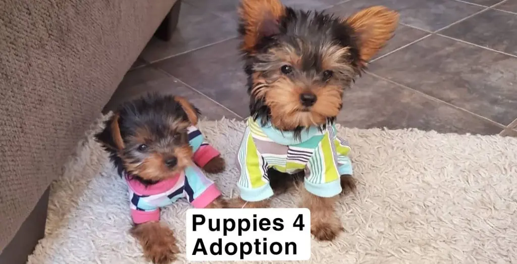 Pura raza Yorkie disponible 2 cachorros