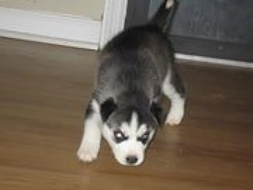 Adorable Cachorro Siberiano Husky en Venta