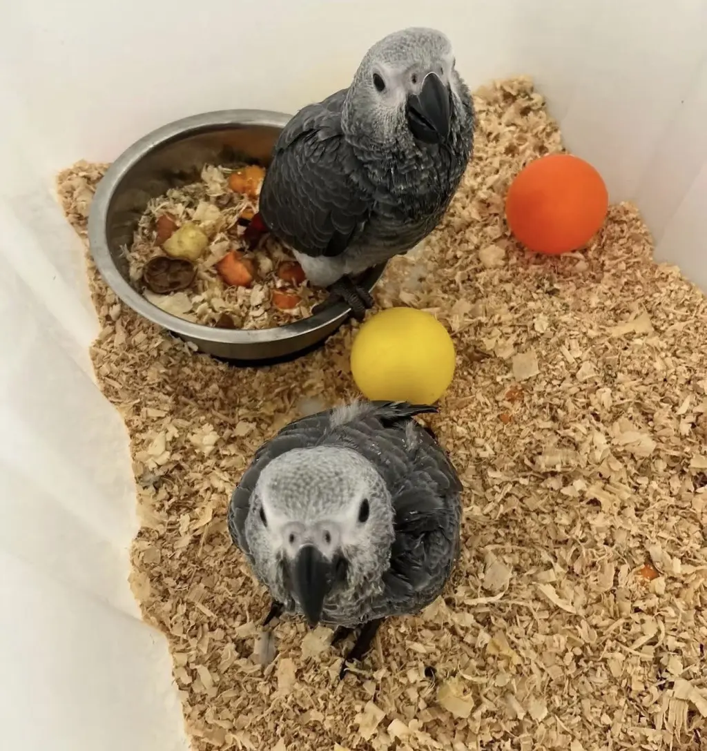 African Grey Parrots for Sale