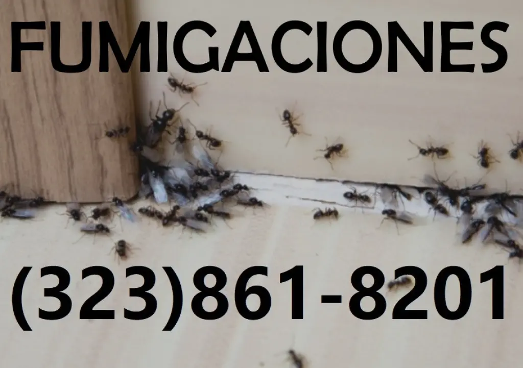 FUMIGACIONES HORMIGAS RESIDENCIALES