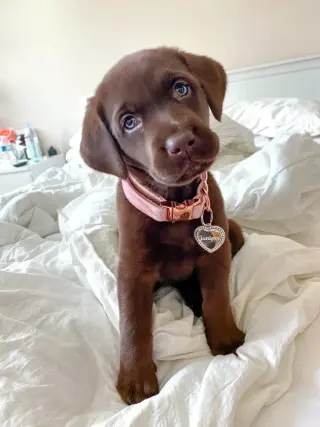 Cachorros de Labrador Retriever en busca de un hogar amoroso