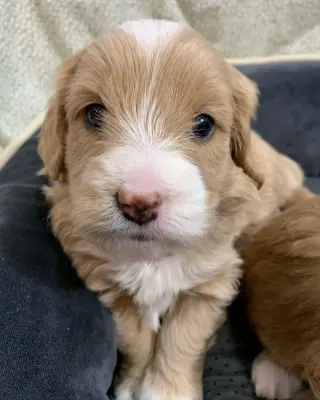 Adorable Miniature Puppies for Sale