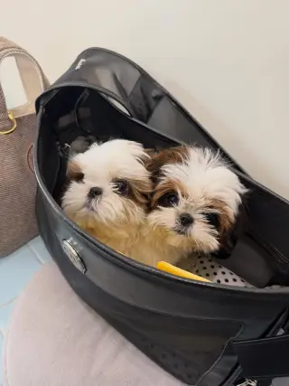 Adorable cachorros de Shih Tzu