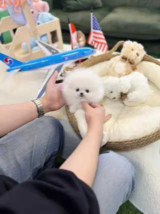 Pomeranian puppies