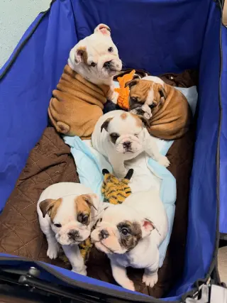 Adorables Cachorros Bulldog Inglés en Venta