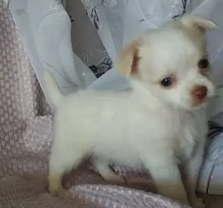 cachorros chihuahua de raza pura