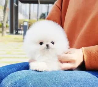 Pomeranian puppies