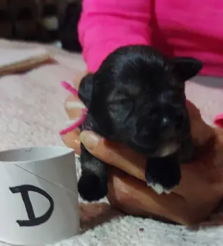 Miniature schnauzer puppies